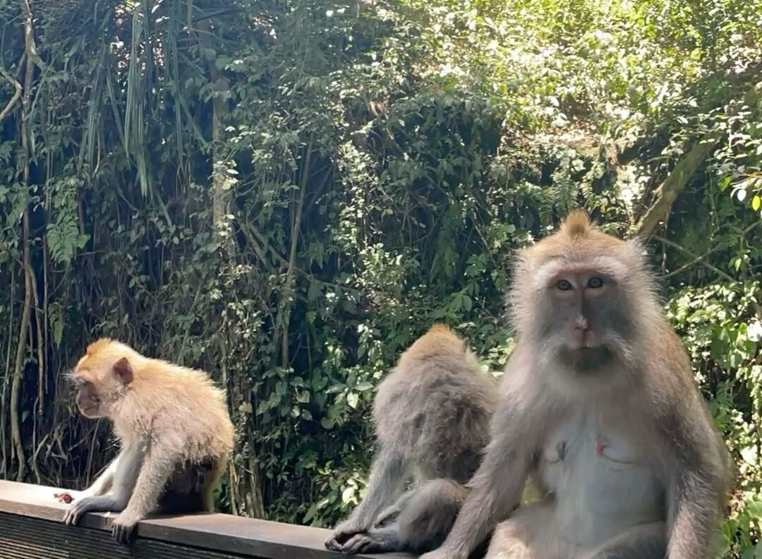 Lüks Bali Turu - Görsel 17