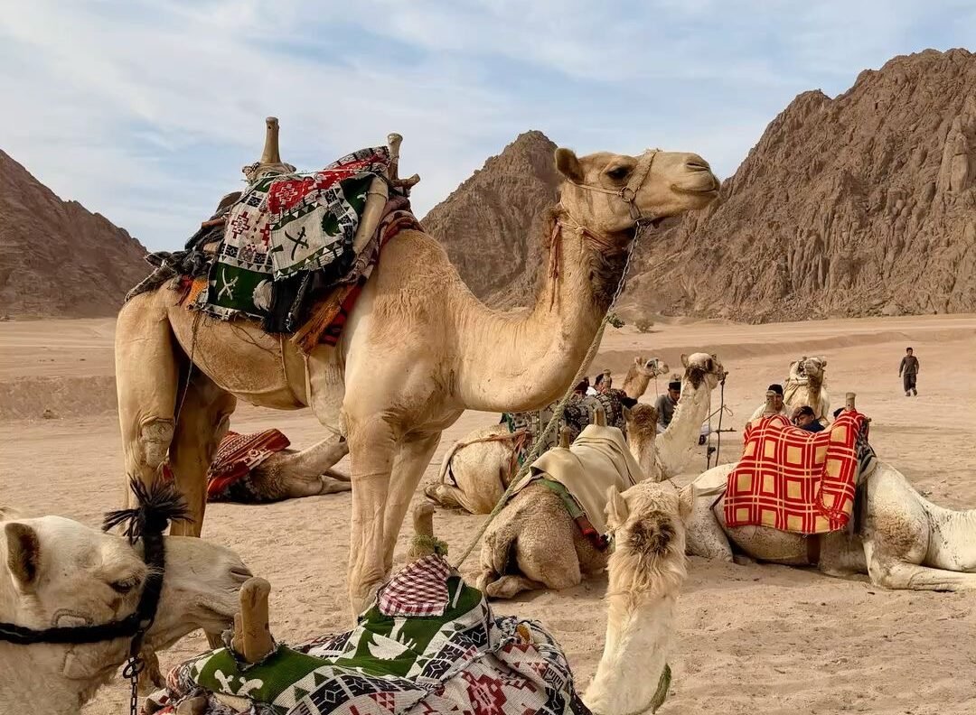 Şeyma Bilir ile VIP Shakira Konserli Kahire Turu - Görsel 6